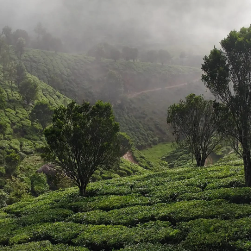 estate with ooty