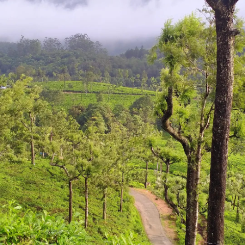 ooty estate
